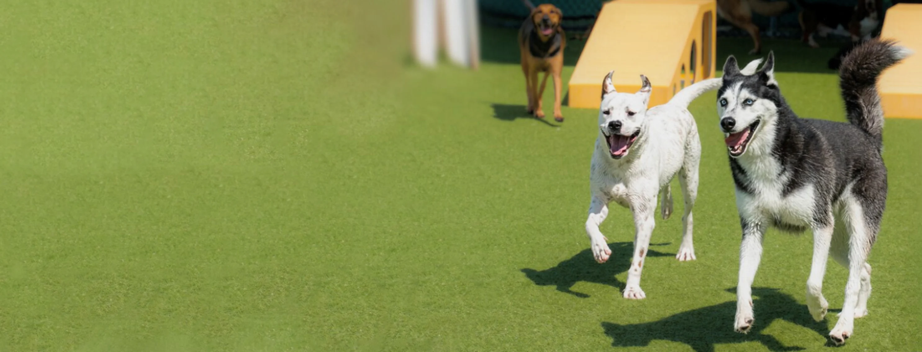 Petsuites Bloomingdale Reviews Petsuites Bloomingdale Reviews